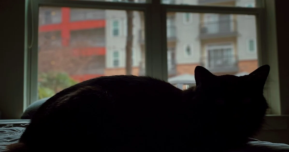 Mascotas en comunidad: límites a la prohibición
